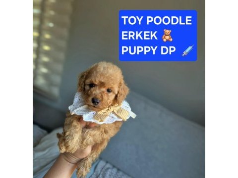 Sağlık ve ırk garantili oyuncak boy poodle yavrularım
