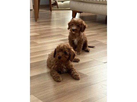 Aşılı wc eğitimli toy poodle yavrular