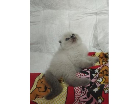 Gri ve bluepoint scottish fold