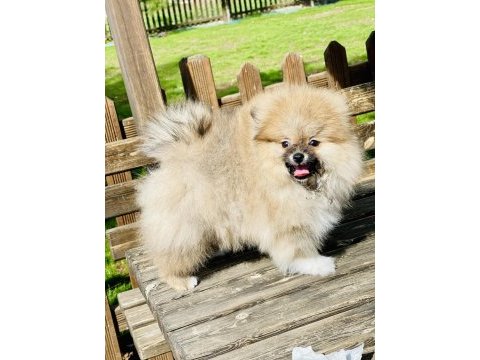 Mükemmel pofuduk minik pomeranian
