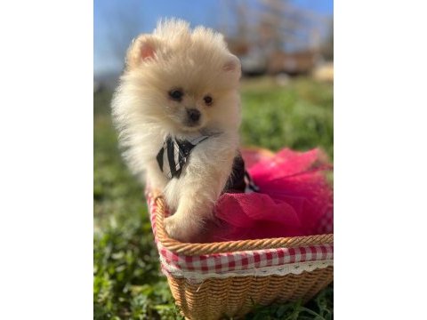 Pomeranian boo dişi ve erkek yavrular
