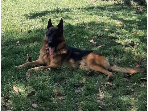 Alman kurdu gary torunu nero oğlu manitu von ıvelinhof