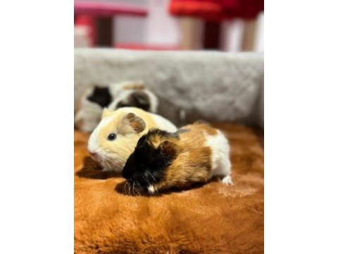 Yavru ginepigler burada