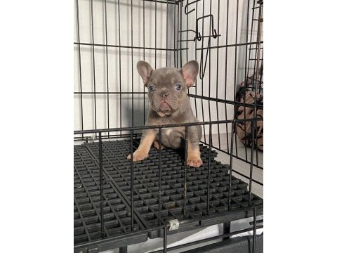 Lilac tan dişi french bulldog