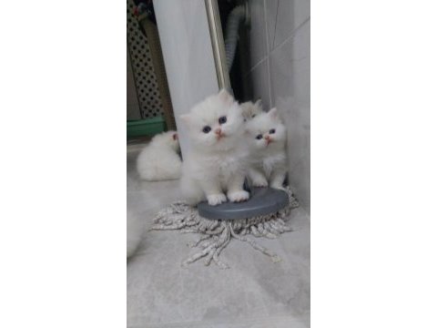 İran kedisi 2 aylık acil