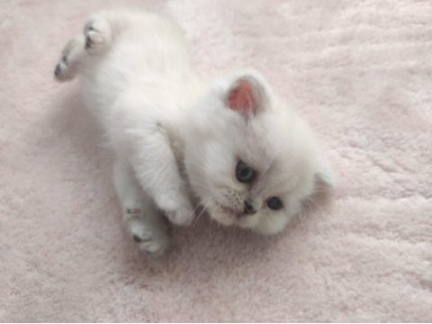 Son bir bayram şekeri british longhair
