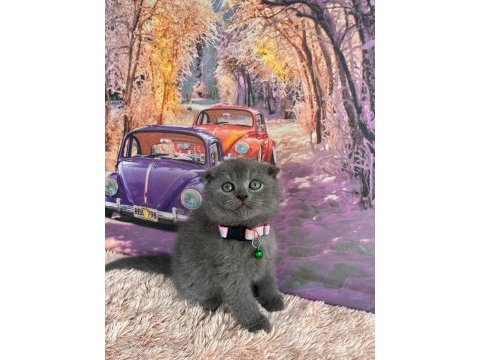 Scottish fold british shorthair blue point