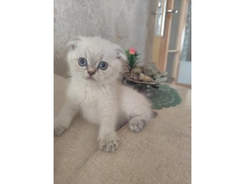 Safkan kalite scottish fold isteyen buyursun