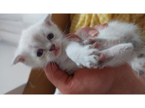 Uyguna verilecek scottish fold