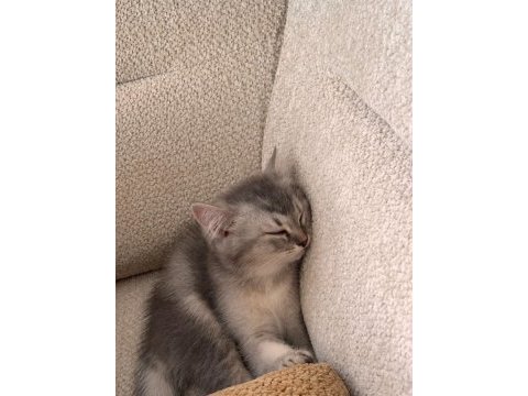 Silver tabby british shorthair yavru – uysal ve oyuncu