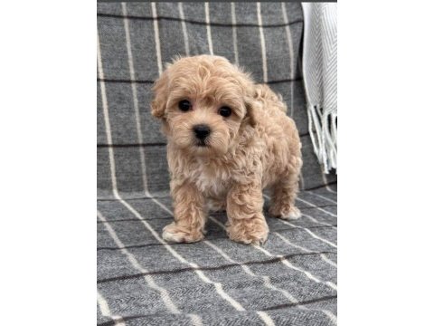 Mini maltipoo kore anne babadan yavrular 