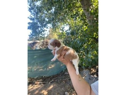 King charles cavalier