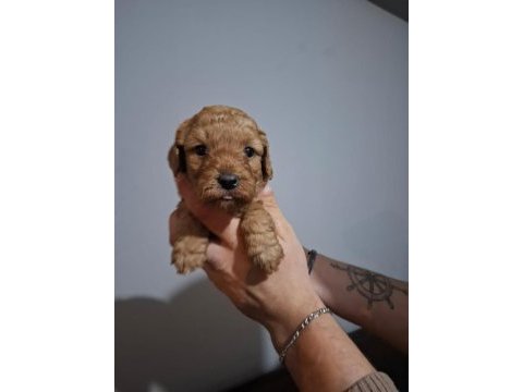 Oyuncaktan farksız poodle
