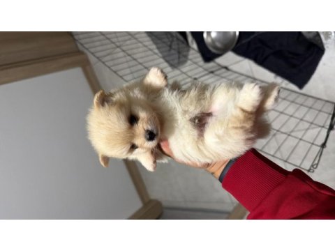 Pomeranian boo erkek yavrularımız 1.5 aylık