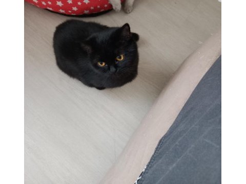 2 yaş çipli british shorthair