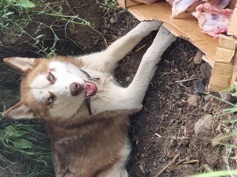 Erkek orjinal husky çok akıllı ve oyuncu 1 yaşında