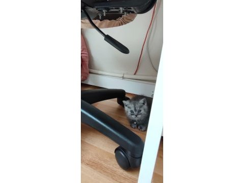 British shorthair 2,5 aylık erkek kedimiz