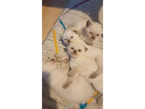 Scottish fold ve siyam yavruları