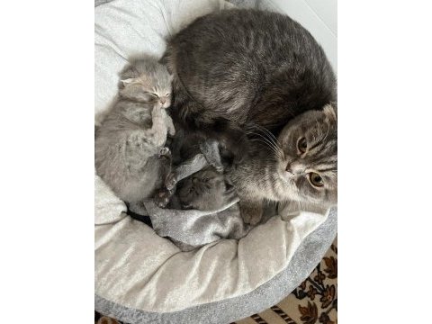 Scottish fold yavrular