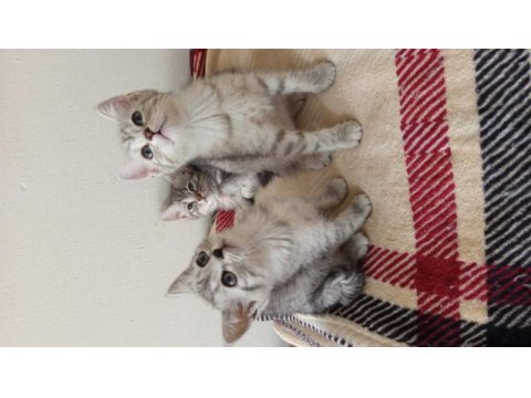 British shorthair yavrularımız yeni ailelerini bekliyor