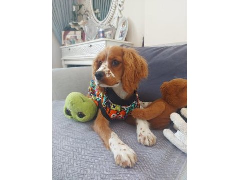 %100 safkan cavalier king charles yavrusu