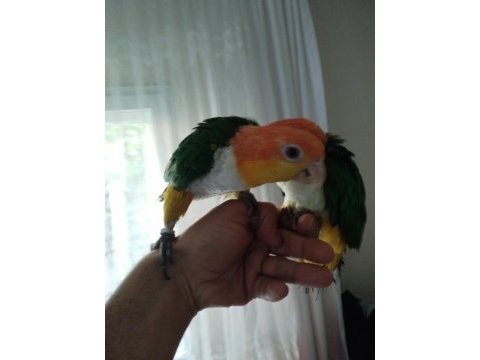 Alışkın dna belgeli çift caique