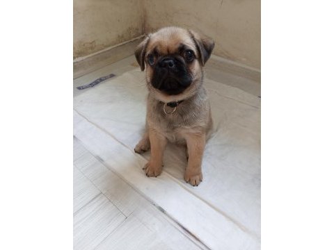 Kendi pug yavrumuz acil