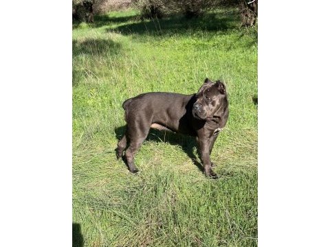 Irk garantili cane corso yavrular – özel bakımlı