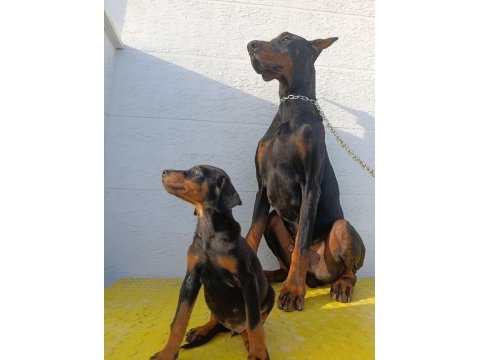 Gel gör al doberman kampanyası