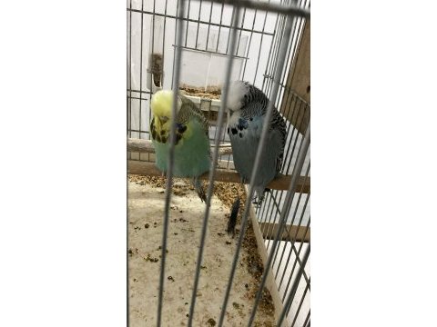 Sahibinden hazır takım show jumbo muhabbet kuşu