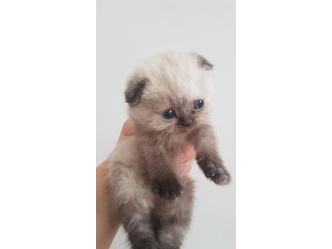 Kaliteli sağlıklı scottish fold yavrular