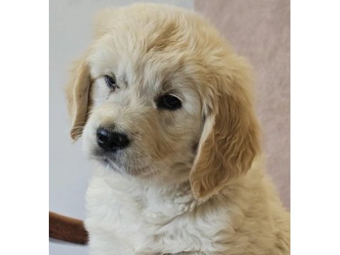 Golden retriever köpeği