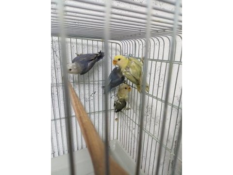 Rengarenk yeni ekip papağanlar hazır