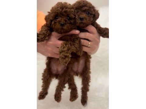 Safkan teacup kore poodle yavrular