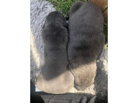 Kaliteli cane corso yavrular rezervede