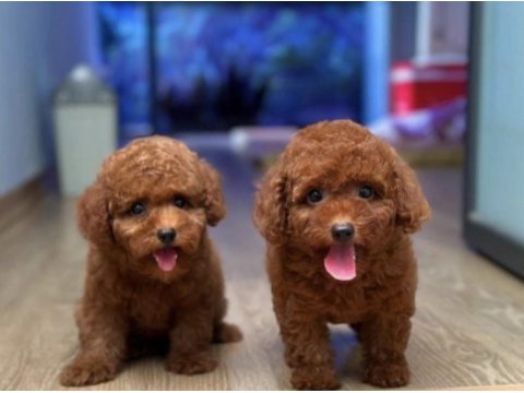 Özenle büyütülmüş toy poodle yavrular
