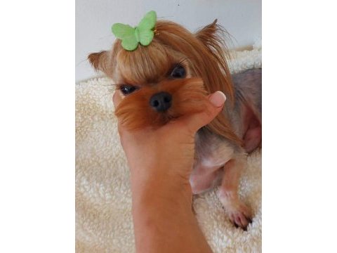 Şecereli yetişkin erkek yorkshire terrier