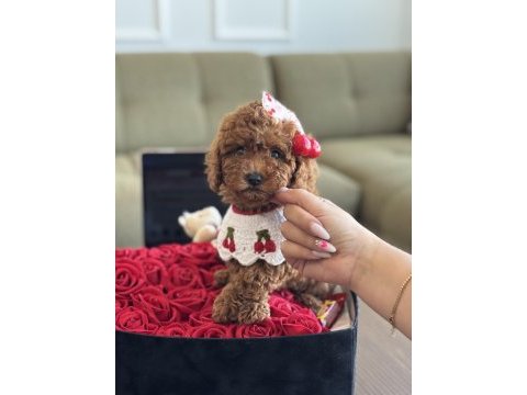 Yavru poodle kızım cherry