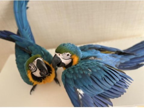 Ara macaw yavrusu 3 aylık