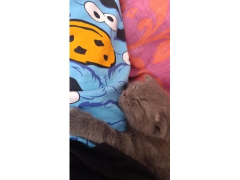 Scottish fold kedimiz