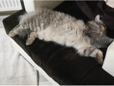 Acil chinchilla sahiplendirme
