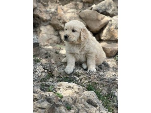 Orjinal saf kan golden retriever bebeklerimiz