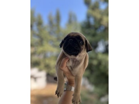 A kalite pug mops bebeğim