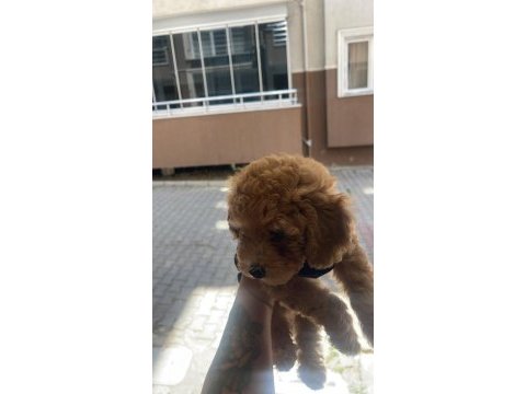 Erkek toy poodle