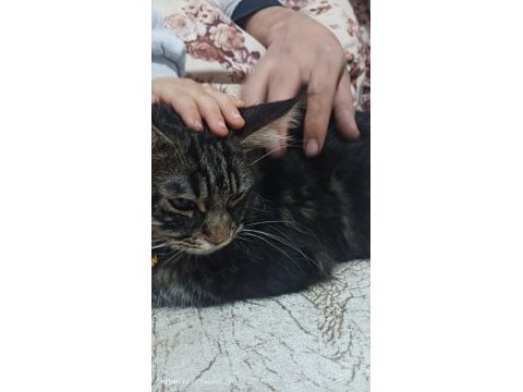 Kedilerin asili maine coon kedimiz