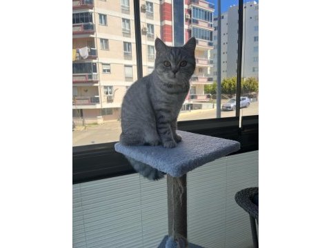 Oyuncu bebek 5 aylık dişi british shorthair