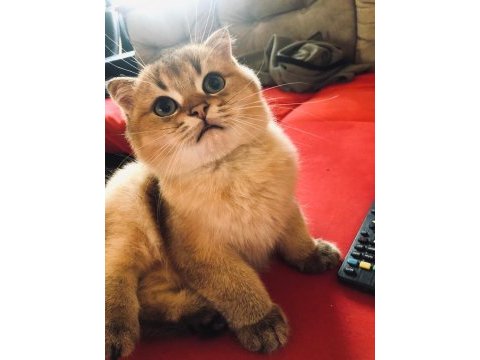 Yakışıklı scottish fold bebeklerim yeni ailesini bekliyor