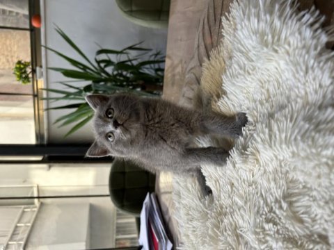 British shorthair