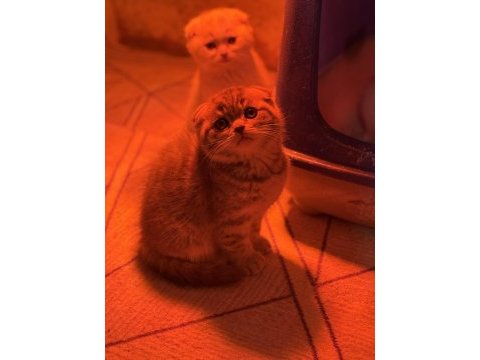 Türkiyenin en güzel scottish fold bebekleri