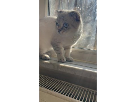 Selam ben scottish fold bihter